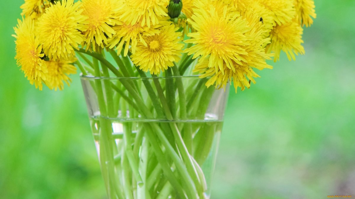 Обои одуванчики Верба Мимоза