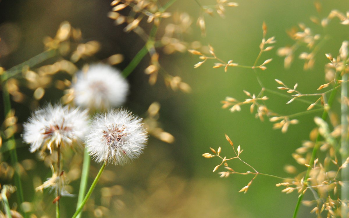 Одуванчик белый