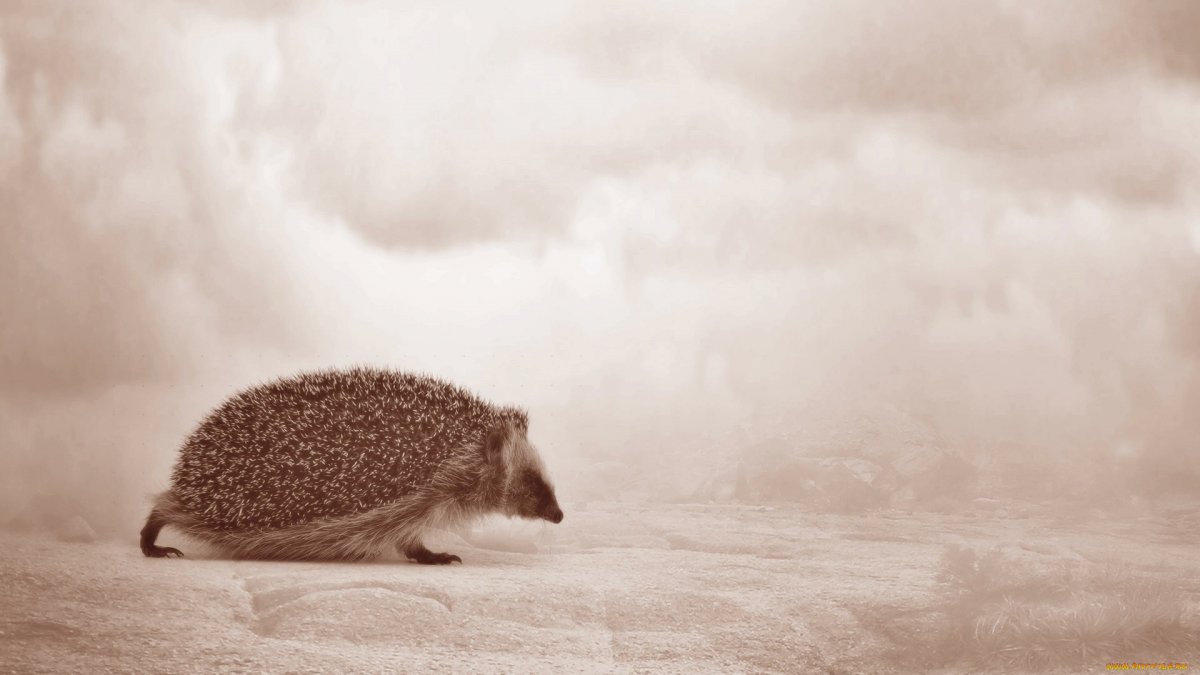 Кадр из мультфильма «Ёжик в тумане». 1975 Г.