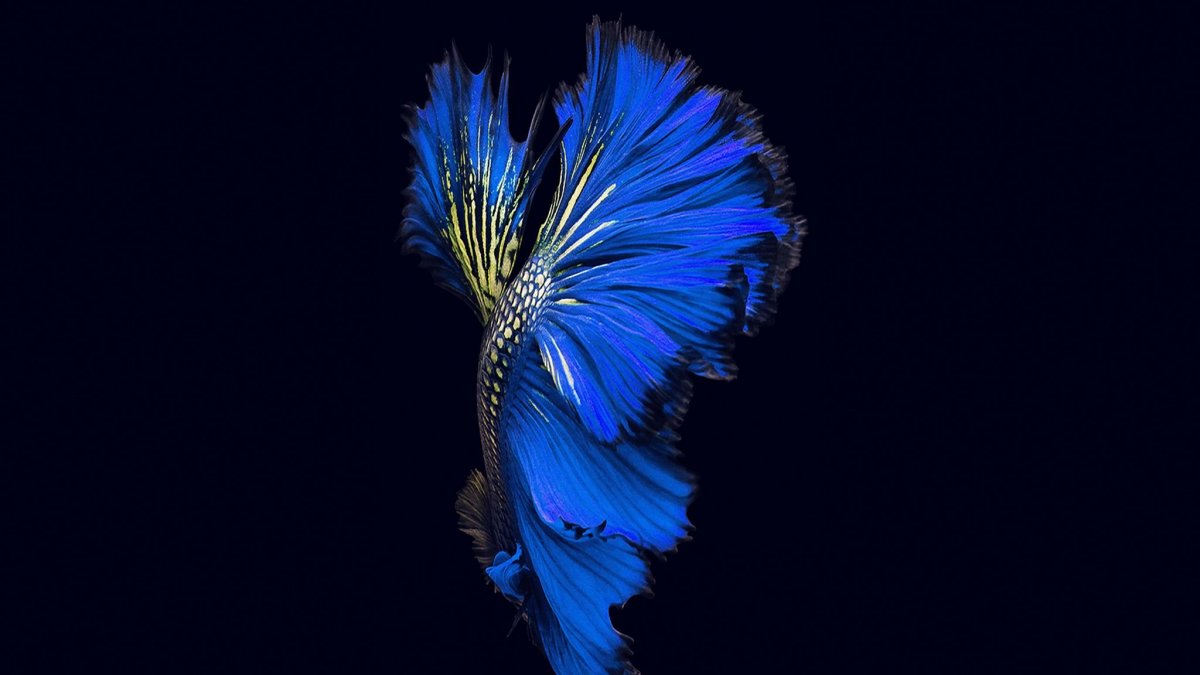 Обои Samsung s9 оригинальные