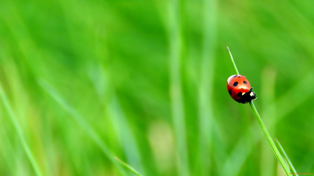 Божья коровка на траве