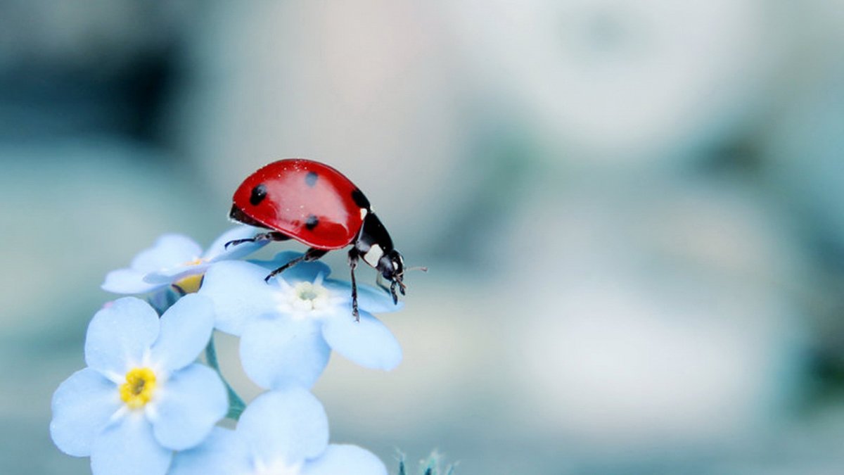 Божья коровка на цветочке