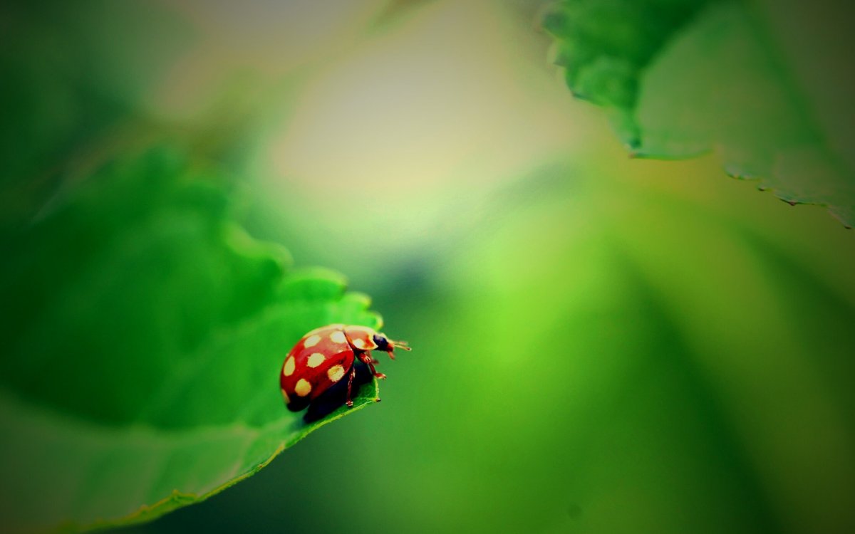 Картинки на рабочий стол Божья коровка на весь экран