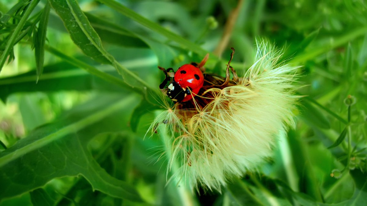 Обои на рабочий стол Божья коровка