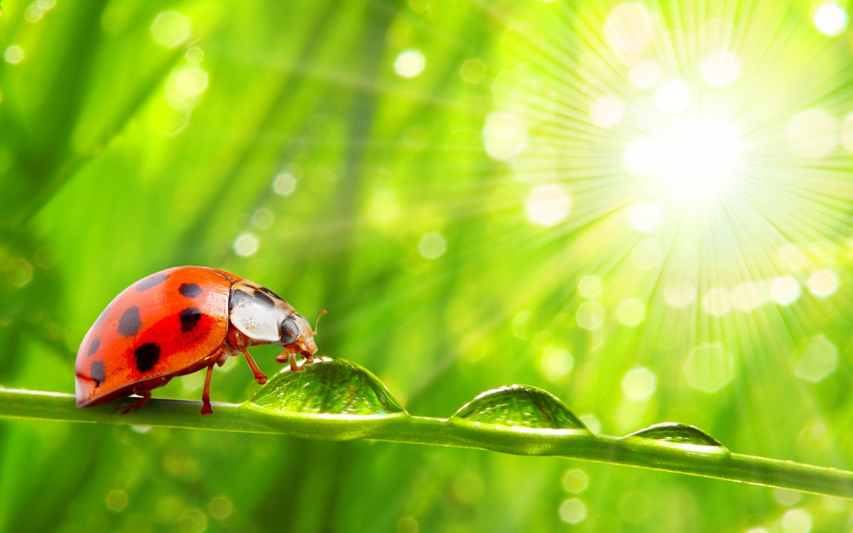 Божья коровка на рабочий стол