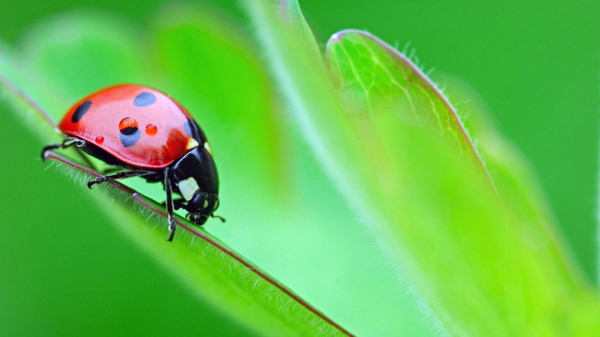 Ladybug Божья коровка