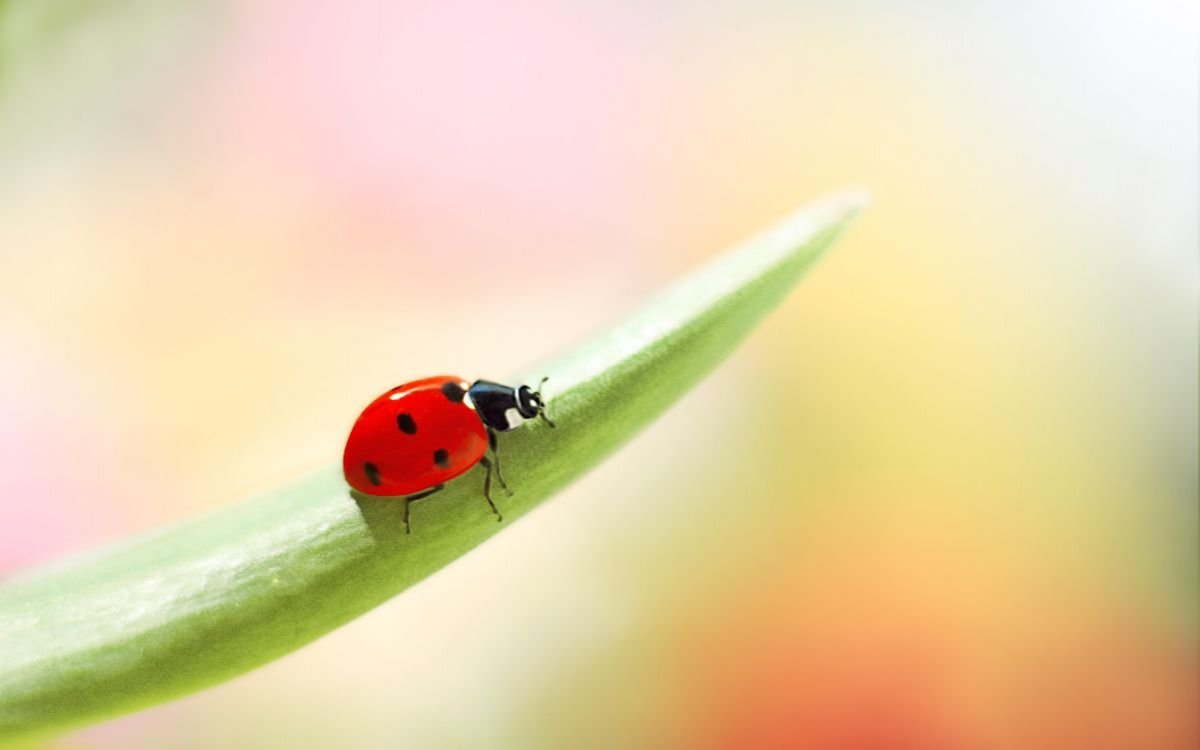 Фон рабочего стола Божья коровка