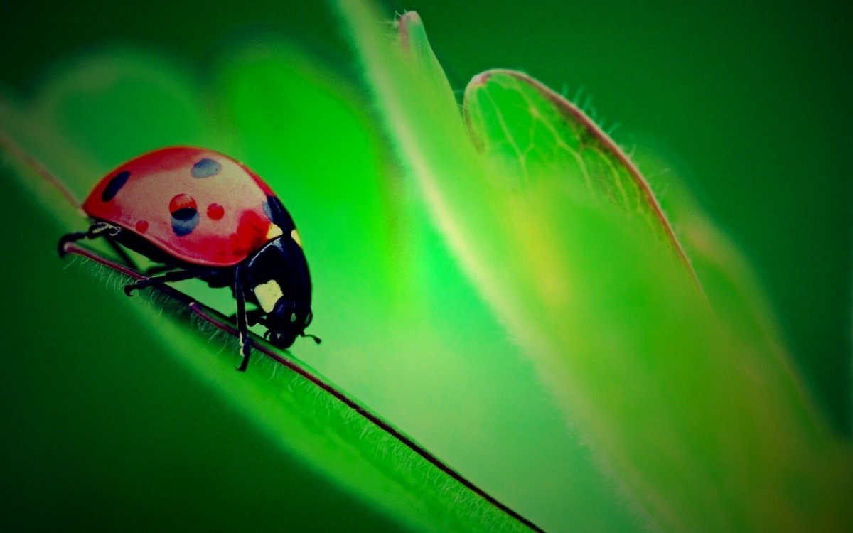 Живые обои с Божьей коровкой