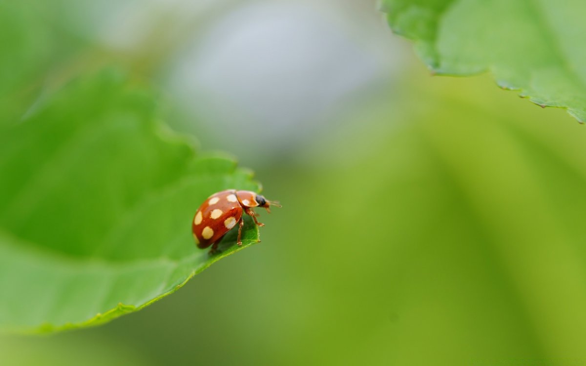 Божьи коровки