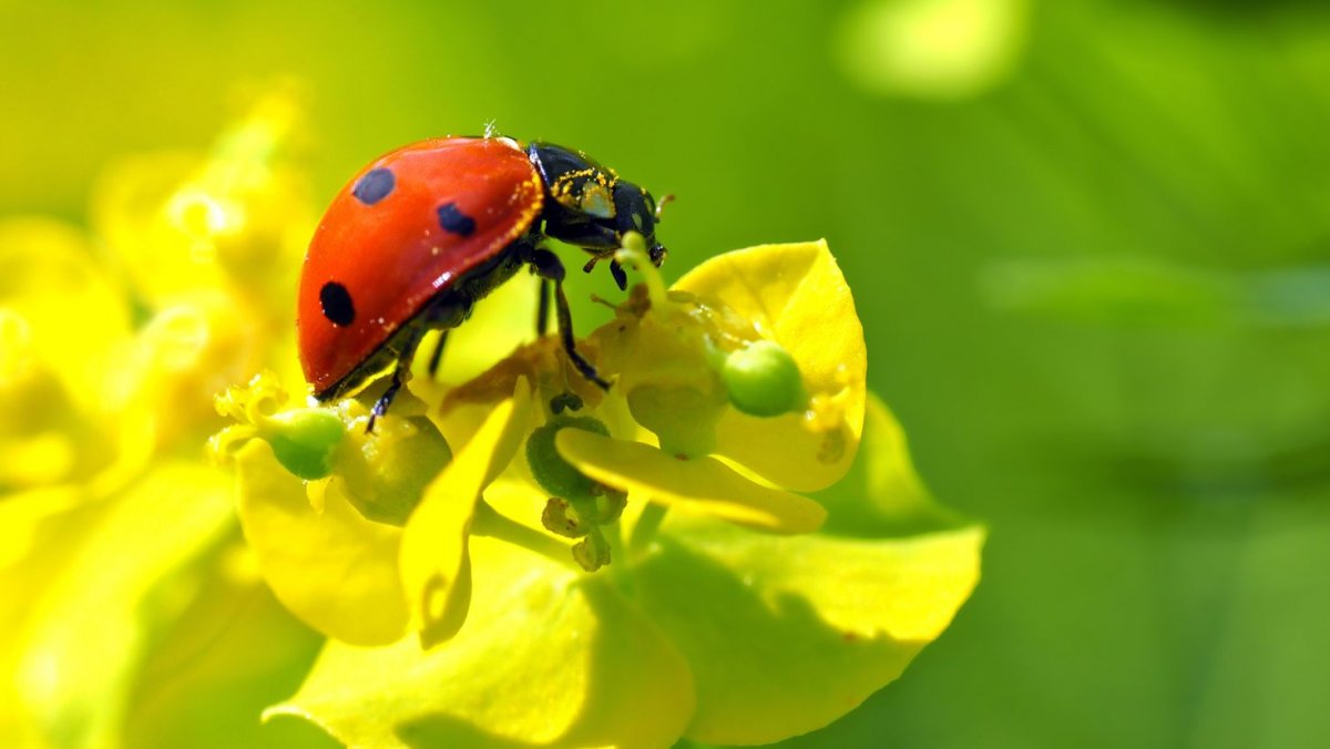 Божья коровка насекомое