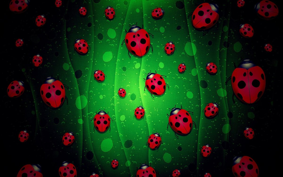 Обои Божья коровка