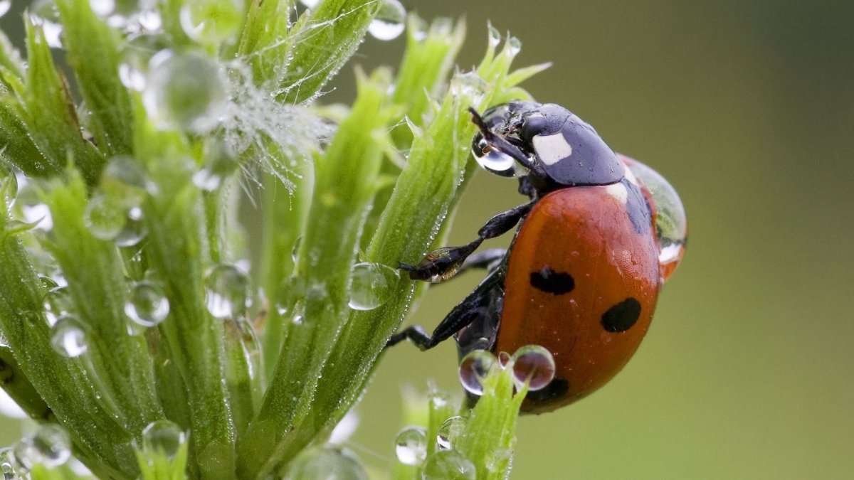 Божья коровка Макросъемка