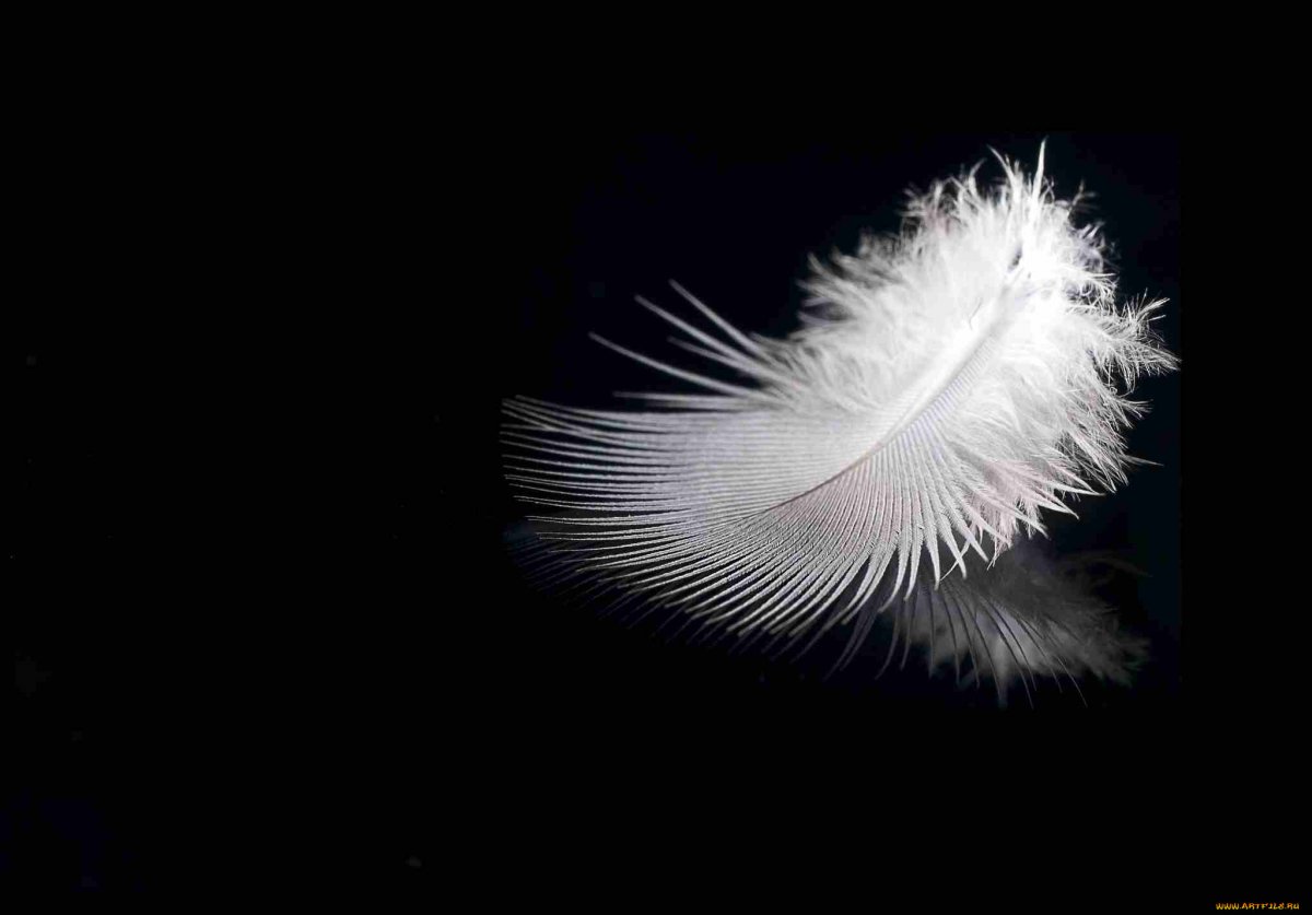 Перо черно белое