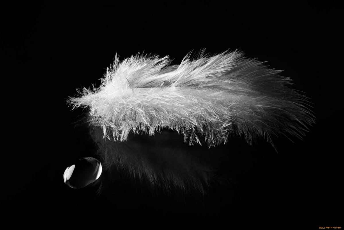 Белое перо на черном фоне