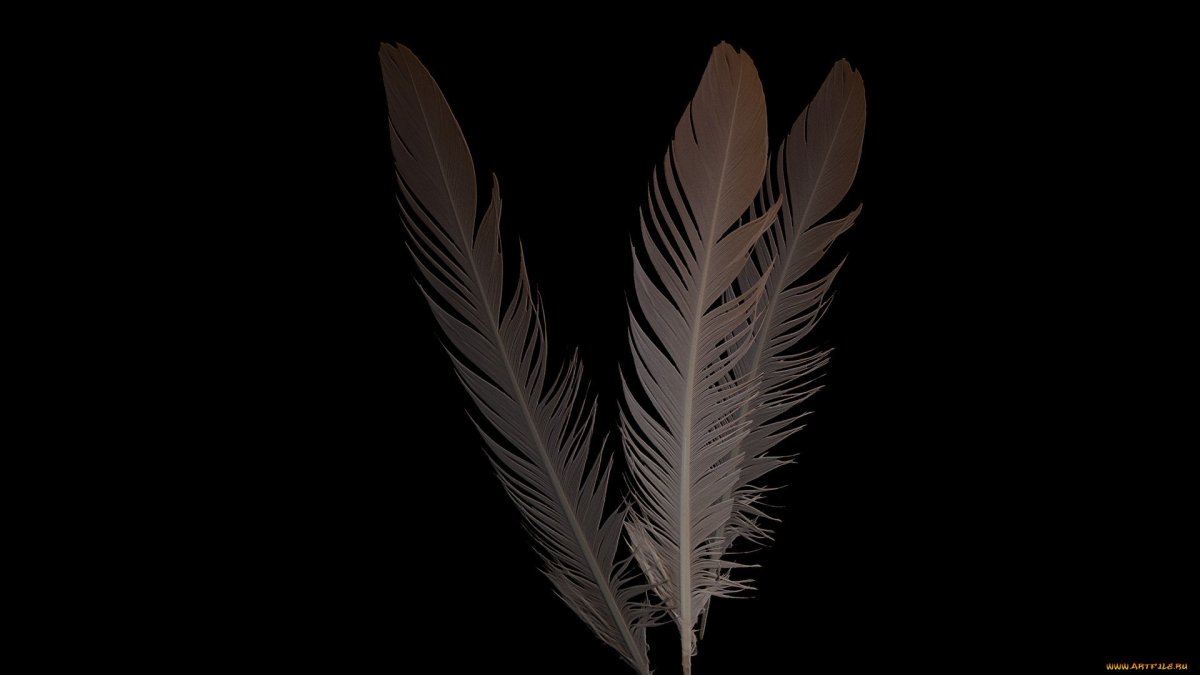 Перо на сером фоне