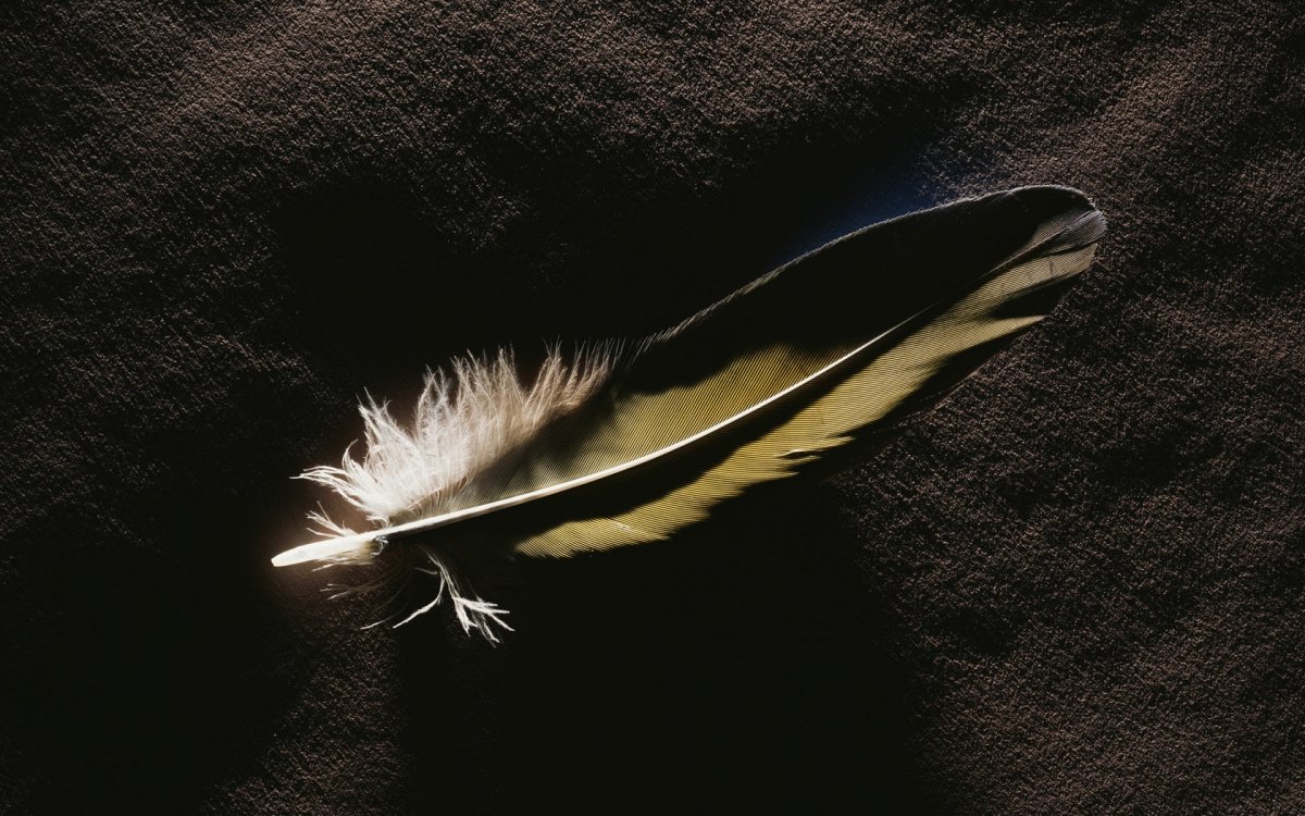 Соколиное перо