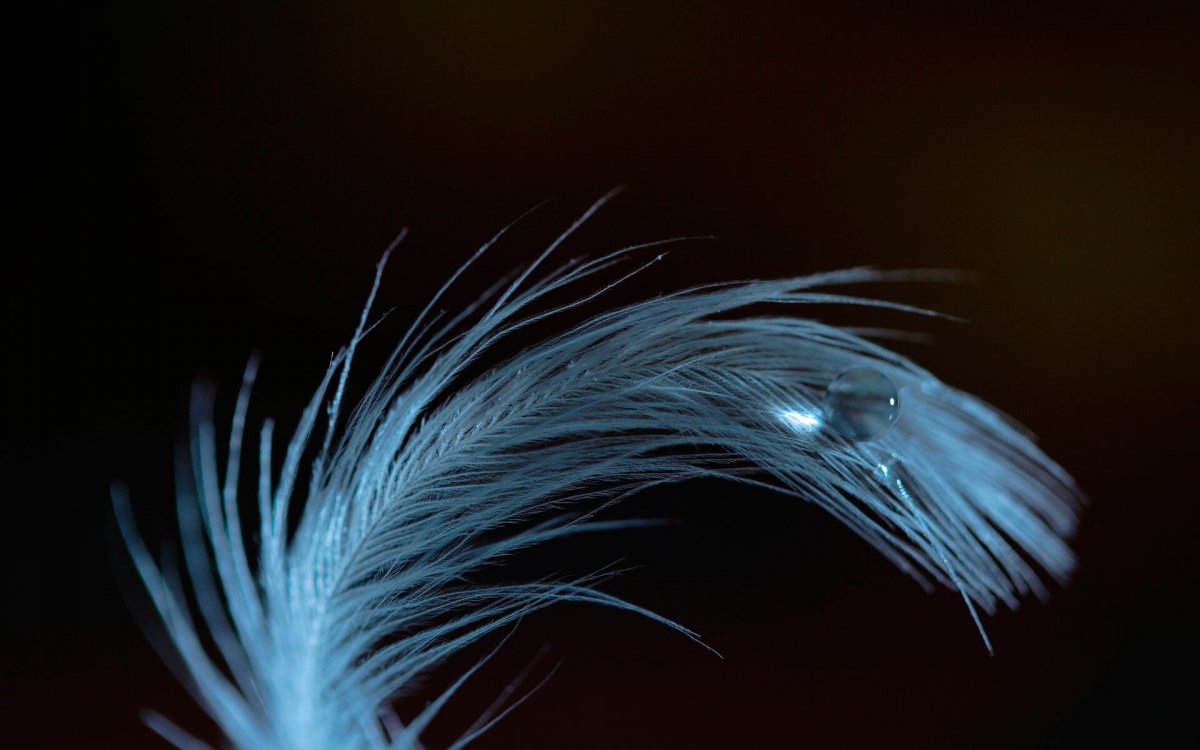 Куриные перья