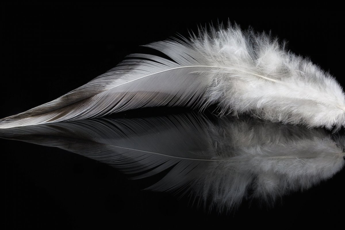 Птицы на черном фоне