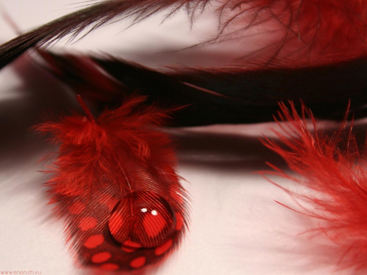 Заставка на рабочий стол перья