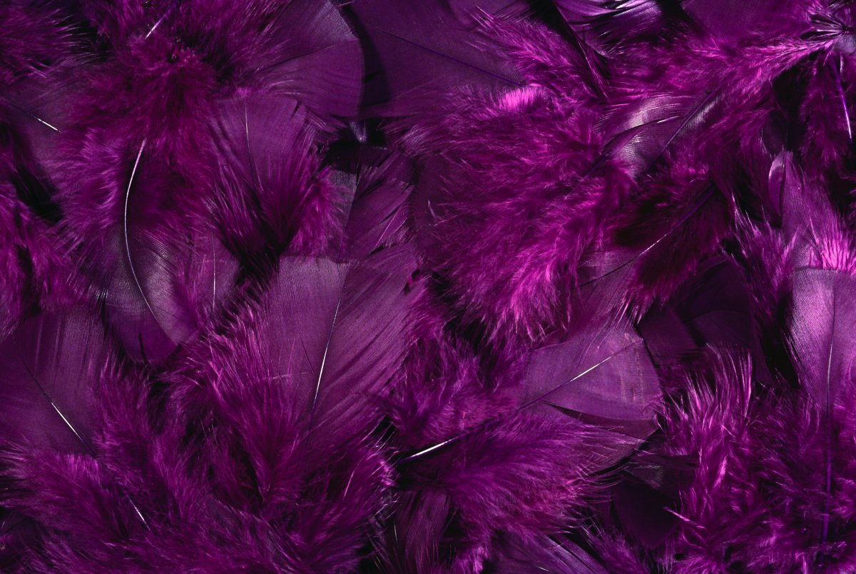 Черный лебедь аниме