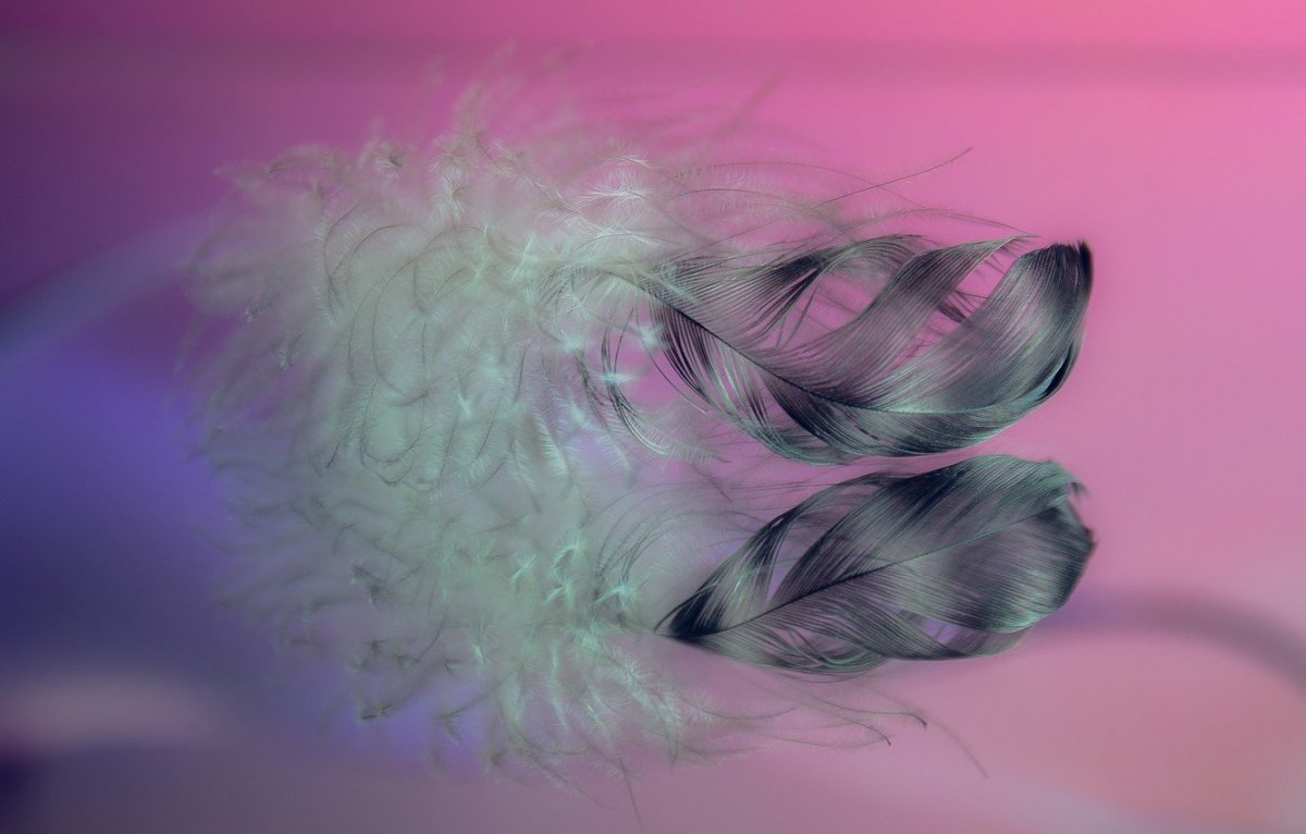 Перо черно белое