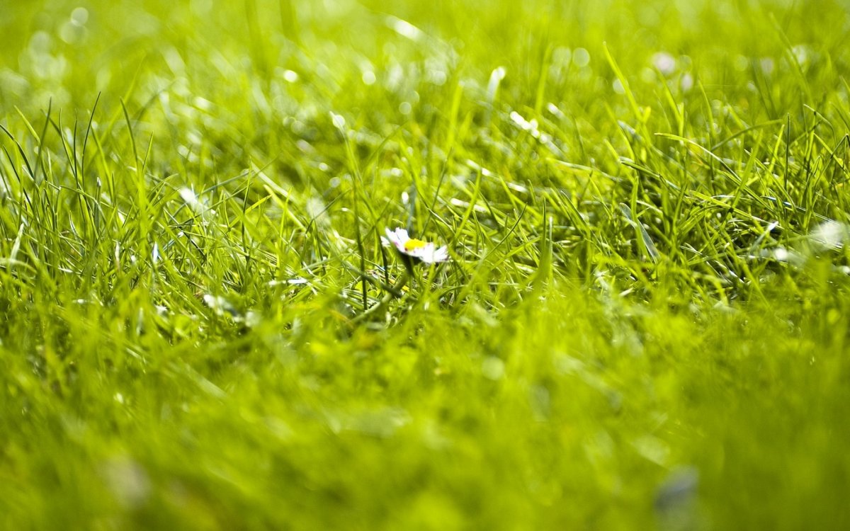 Поле с зеленой травой