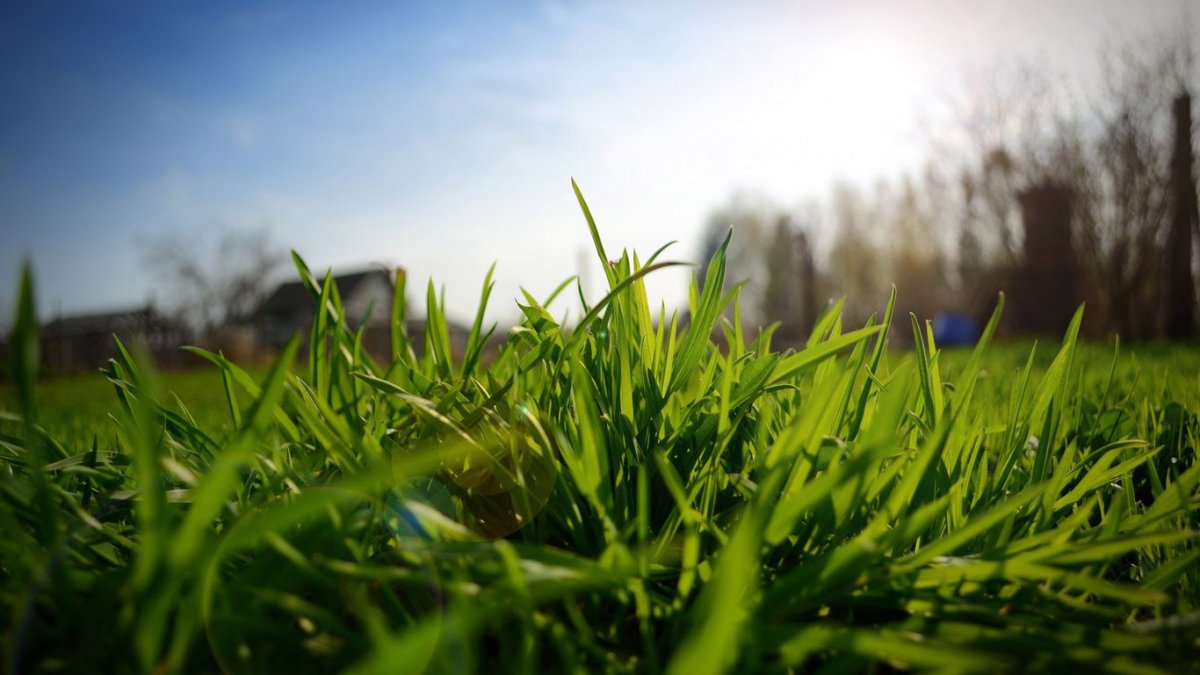 Зеленая трава