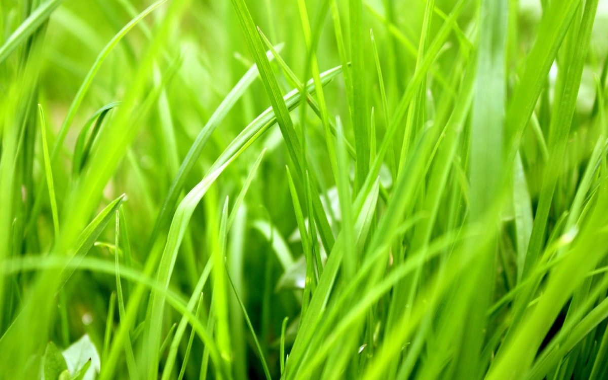 Сочная трава