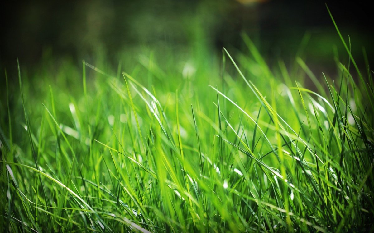 Зеленый фон