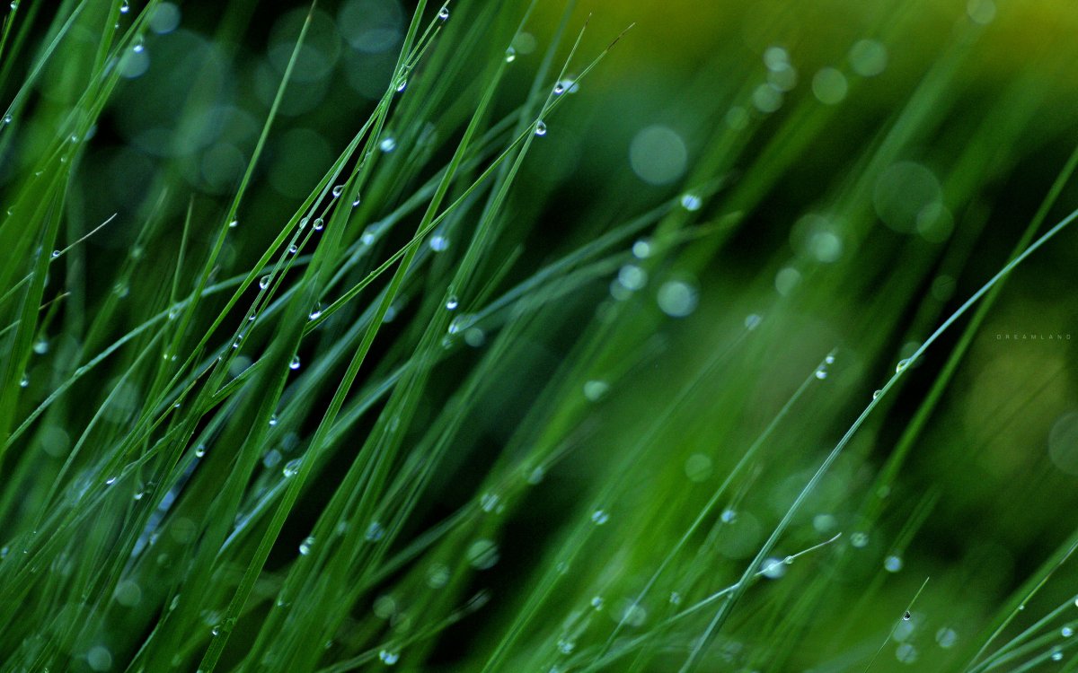 Зеленая трава с росой
