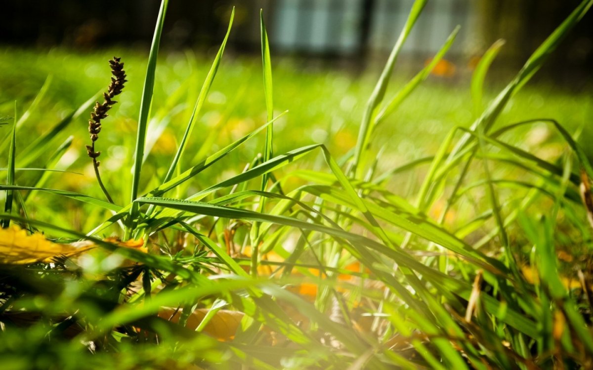 Макросъёмка травы