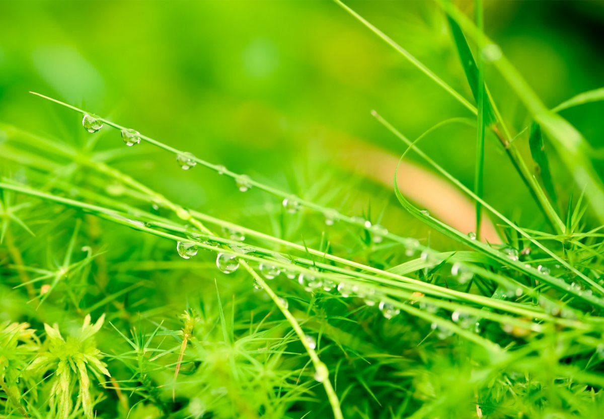 Природа травка