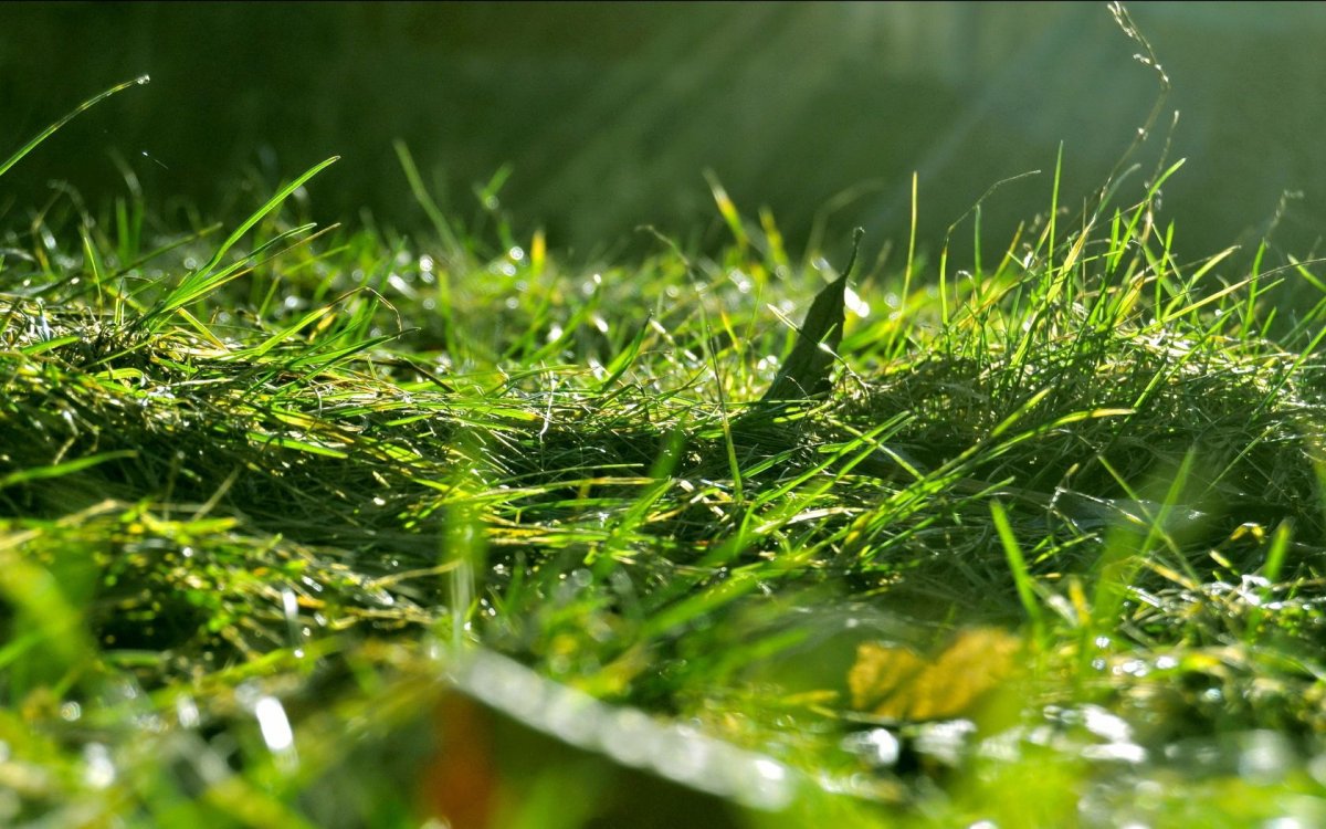 Макросъемка природа