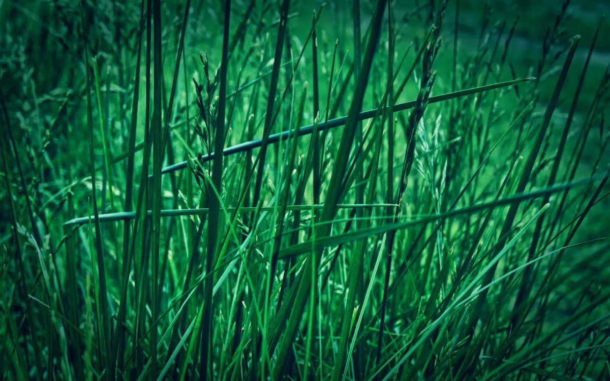 Обои зелень