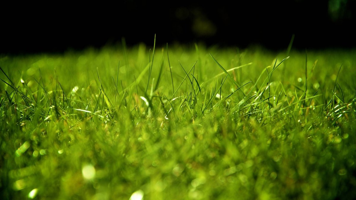 Зеленый газон