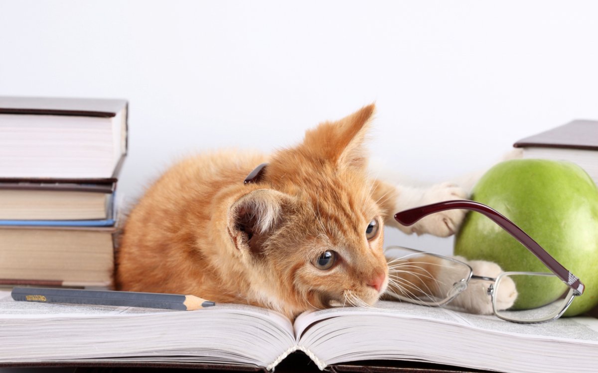 Картинка для рабочего стола рыжий кот с книгой