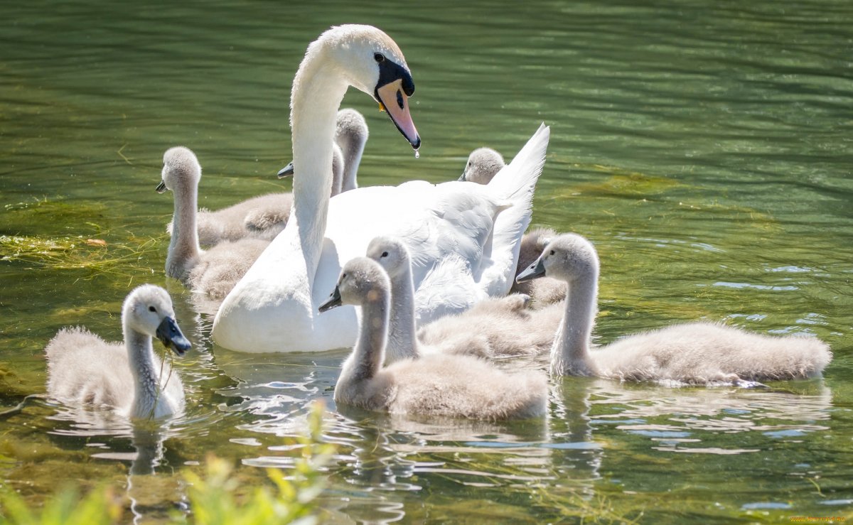 Семейство лебедей