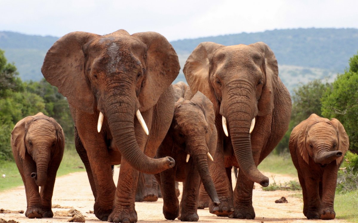 Слон Африканский и индийский мамонт