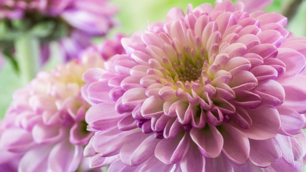 Хризантема Далия