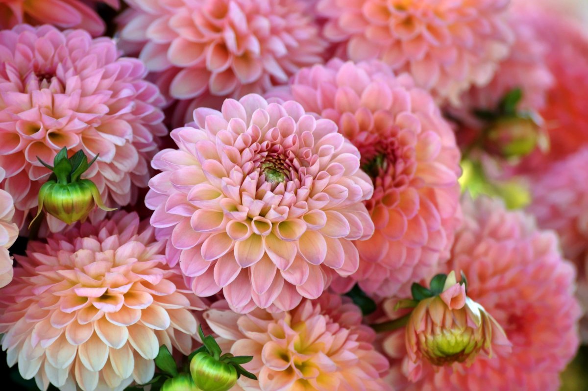 Георгин голубая Далия