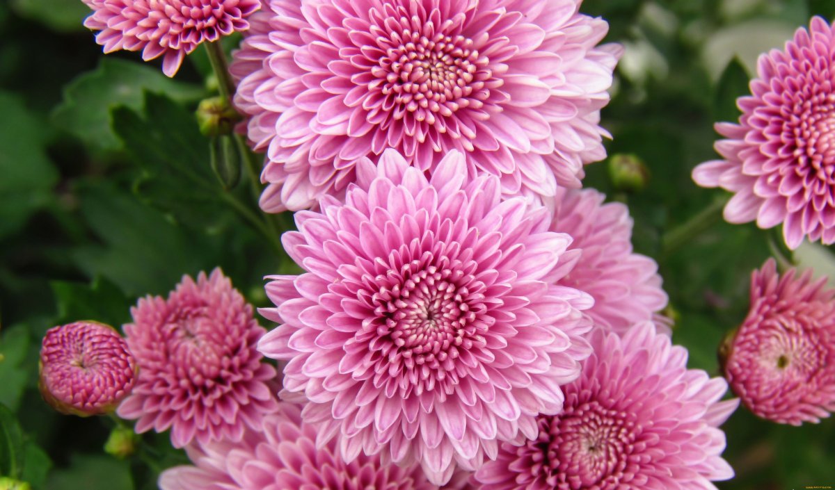 Хризантема георгиновидная