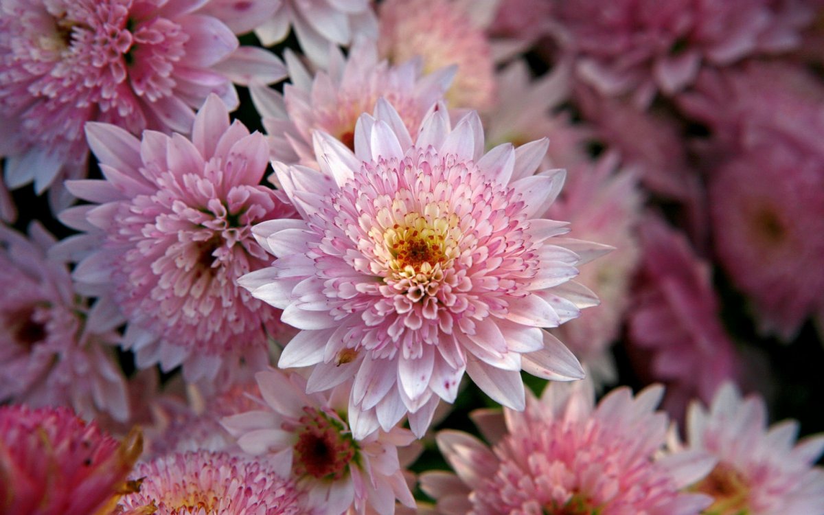 Песня поет Кризантем Мои цветы