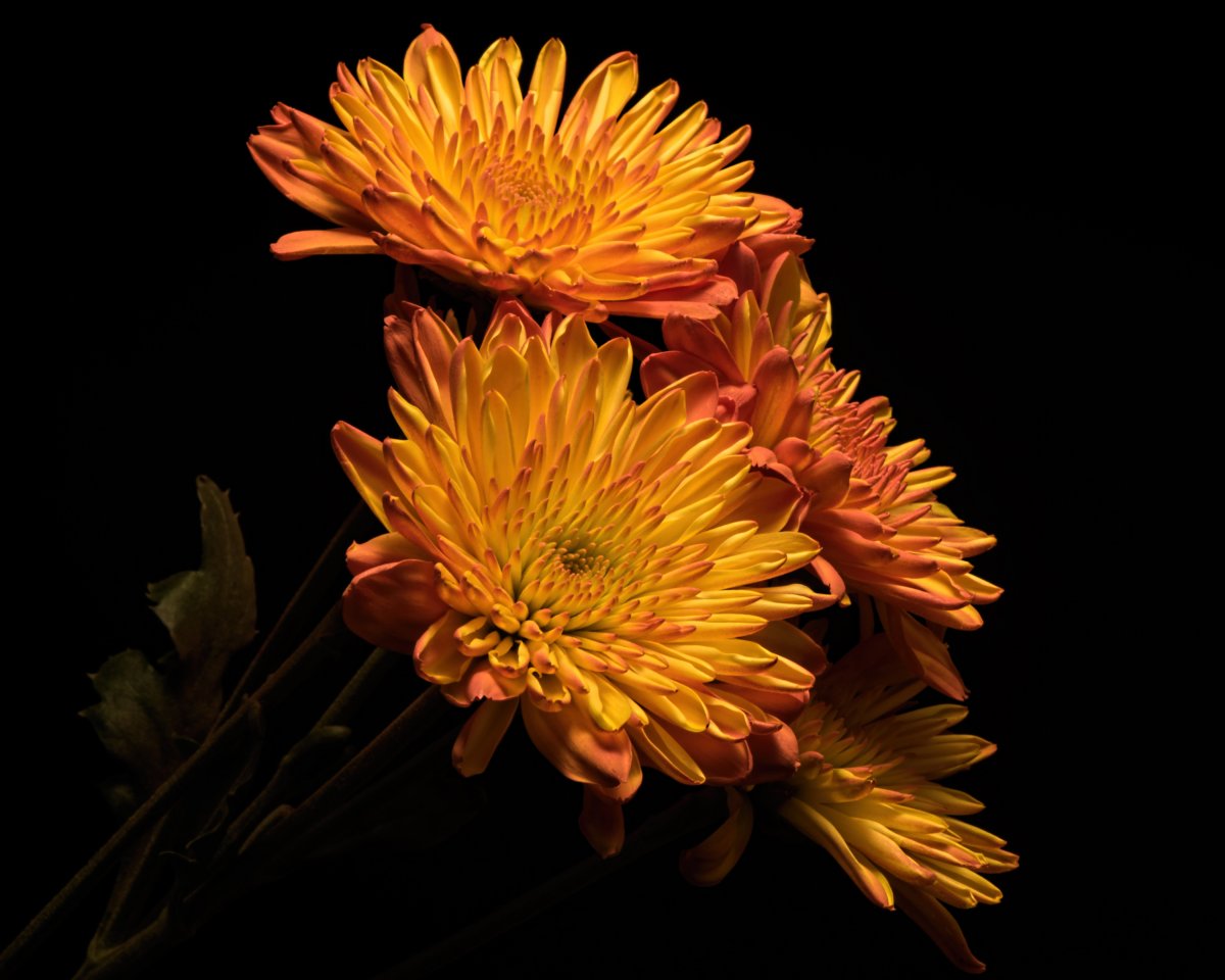 Хризантема Вильям Ван оранж