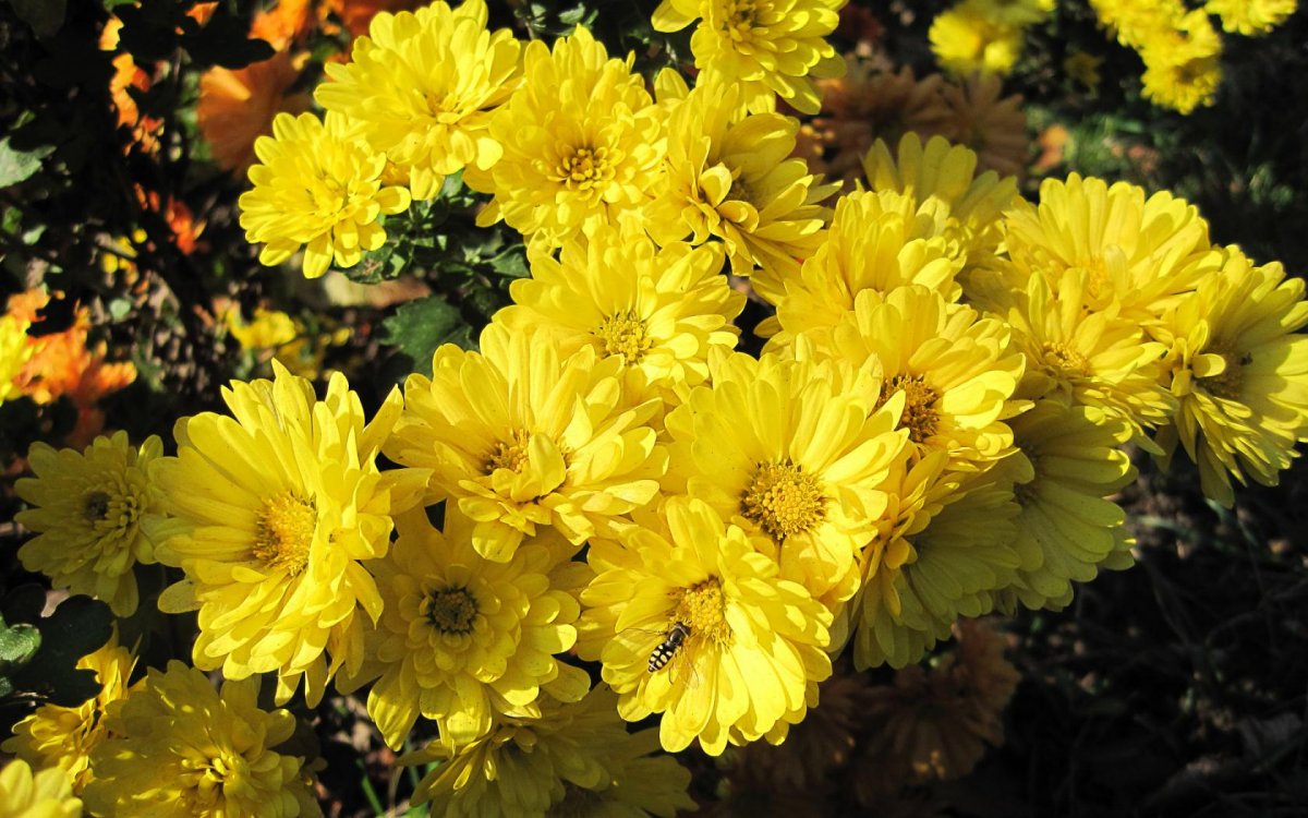 Хризантема корейская Умка