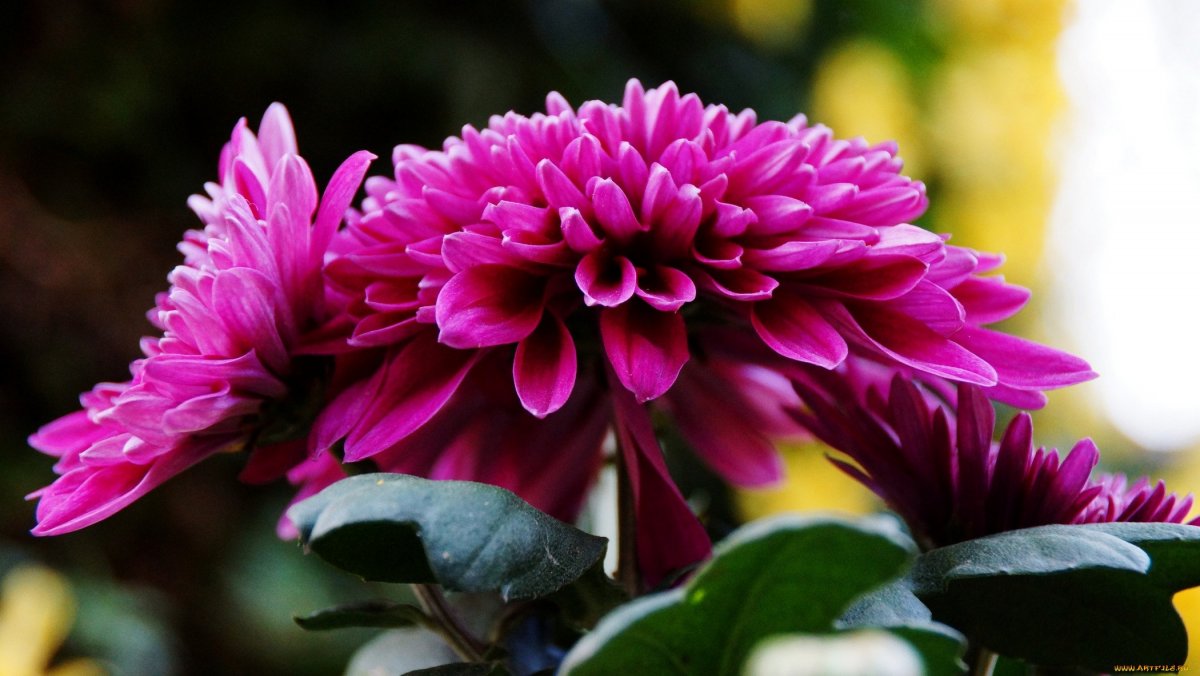 Хризантема пурпурная Луна