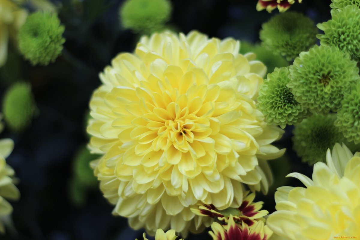 Хризантема Хайдар