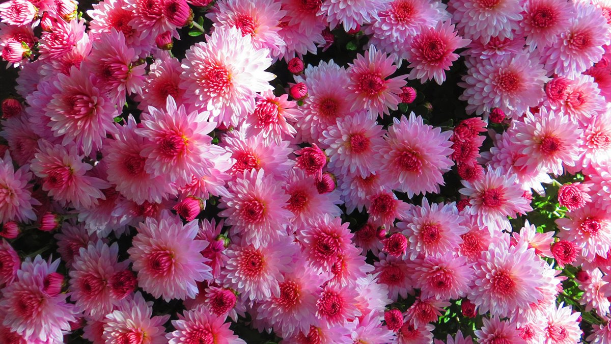 Хризантема Allouise Pink