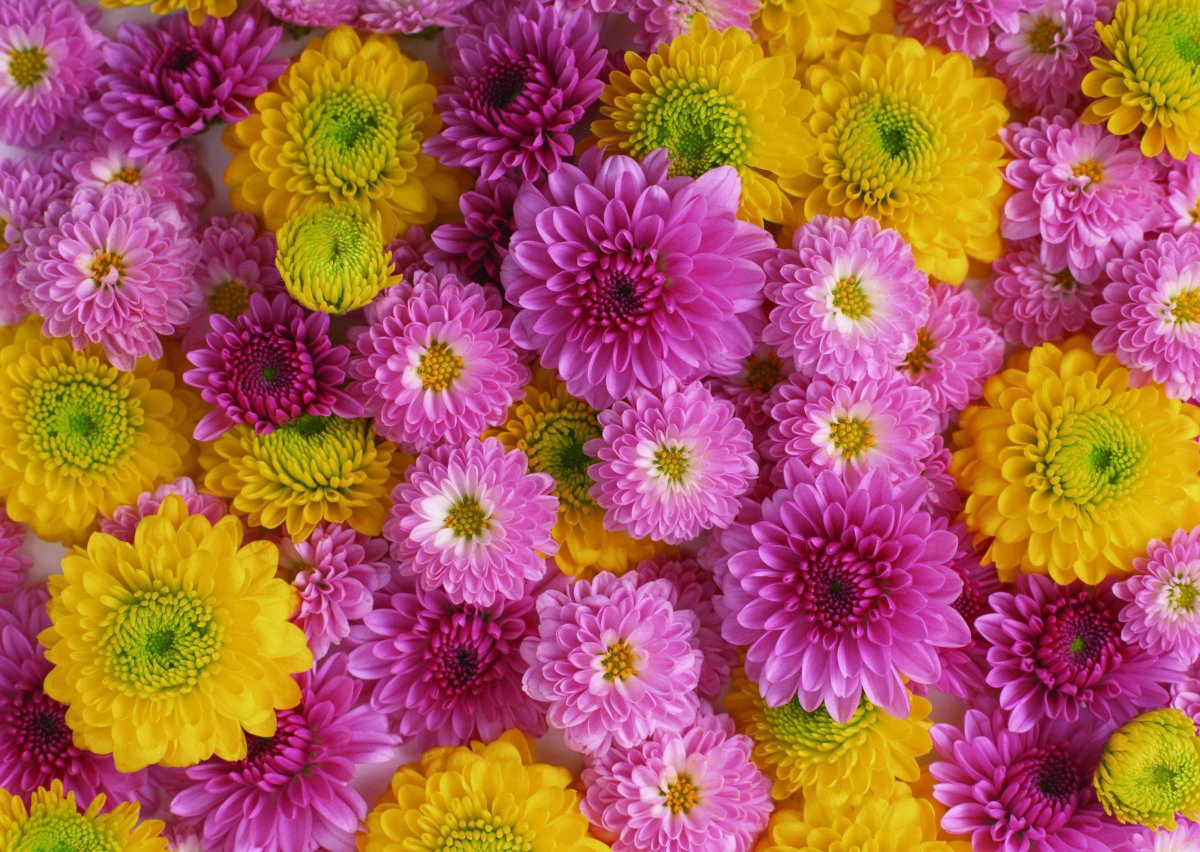 Rc004 цветные хризантемы