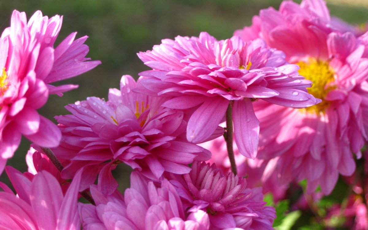 Хризантема Модена Пинк