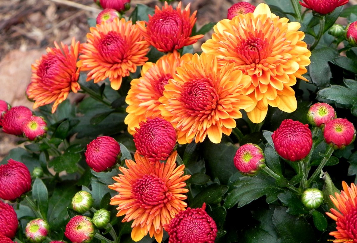 Хризантема Марс